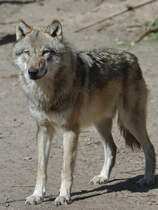 Ein Eurasischer Wolf. (April 2009)