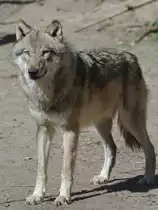 Ein Eurasischer Wolf. (April 2009)