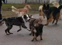 Rudelspaziergang
kommt wir spielen