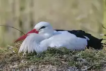 Ein Wei�storch genie�t den sonnigen Tag.