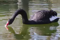 Ein Trauerschwan und sein Spiegelbild im Wasser. (April 2009)