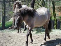Zwei westeurasische Wildpferde, oder auch Tarpans. (April 2009)