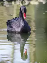 Ein Trauerschwan und sein Spiegelbild im Wasser. (April 2009)