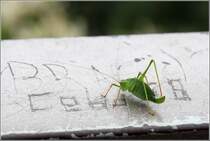 Punktierte Zartschrecke auf dem Gelnder des Drachenfelsplateaus. 19.09.2017