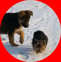 Enya(sch�ferhund) und Jamie (yorkshire terrier)
was sich liebt das neckt sich
