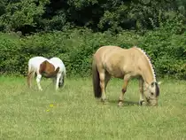 Zwei Pferde auf einer Koppel bei Kempen, 8.7.17