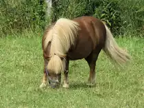 Noch ein Pony grast auf einer Koppel bei Kempen, 8.7.17