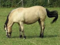 Mit wehendem Schweif, grasendes Pferd auf einer Koppel bei Kempen, 8.7.17