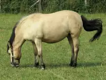 Mit wehendem Schweif, grasendes Pferd auf einer Koppel bei Kempen, 8.7.17