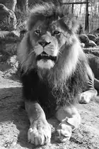 Ein L�we in Schwarz-Wei�. (April 2009) 