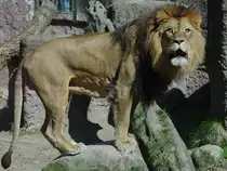 Dieser L�we hat etwas Interessantes entdeckt. (April 2009)