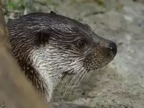 Ein Eurasischer Fischotter im Seitenportrait. (April 2009)