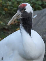Ein Mandschurenkranich im Tiergarten Schnbrunn. (Wien, November 2010)