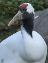 Ein Mandschurenkranich im Tiergarten Sch�nbrunn. (Wien, November 2010)
