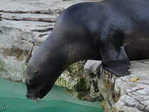 Eine Mhnenrobbe im Tiergarten Schnbrunn. (Wien, November 2010)