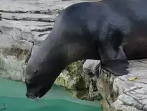 Eine M�hnenrobbe im Tiergarten Sch�nbrunn. (Wien, November 2010)