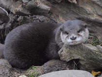 Ein Eurasischer Fischotter im Tiergarten Schnbrunn. (Wien, November 2010)
