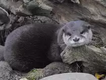 Ein Eurasischer Fischotter im Tiergarten Sch�nbrunn. (Wien, November 2010)