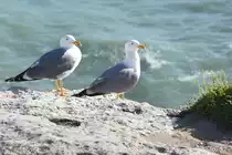 Silberm�wen an der Praia da Marinha (LAGOA e CARVOEIRO, Distrikt Faro/Portugal, 13.02.2017)