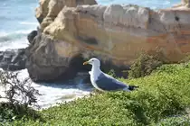 Silberm�we an der Praia do Vau  (PORTIM�O, Distrikt Faro/Portugal, 16.02.2017)