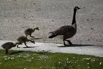 Kanadagans mit Jungv�geln im Bagno (STEINFURT, Kreis Steinfurt/Deutschland, 13.05.2017)