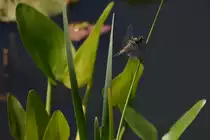 ein vermutlich �lteres Weibchen der Plattbauchlibelle (RHEINE, Kreis Steinfurt/Deutschland, 14.06.2017) -- Dank an Hans De Rond f�r den Hinweis