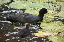 Bl�sshuhn mit Jungtier in der Oosteindegracht (DELFT, Provinz Zuid-Holland/Niederlande, 06.08.2017)