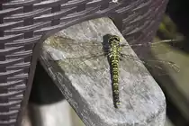 M�nnchen der Blaugr�nen Mosaikjungfer  (RHEINE, Kreis Steinfurt/Deutschland, 23.08.2017) -- Dank an Karl Sauerbrey f�r die Hinweise