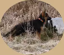 Enya 9 wochen
wo sind meine freunde...