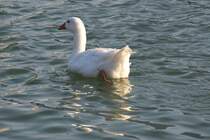 Hausgans im Hafenbecken (MNSTER/Deutschland, 28.08.2017)