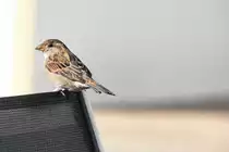 Spatz beim Ausruhen (RADOLFZELL am Bodensee, Landkreis Konstanz/Deutschland, 15.09.2015)