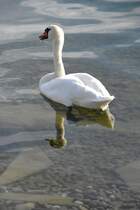 Schwan am Bodensee (ALLENSBACH, Landkreis Konstanz/Deutschland, 15.09.2017)