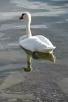 Schwan am Bodensee (ALLENSBACH, Landkreis Konstanz/Deutschland, 15.09.2017)