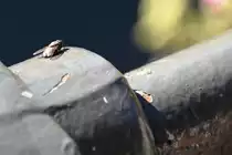 Fliege auf Br�ckengel�nder an der Ill (STRASBOURG/Frankreich, 13.10.2017)