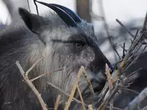 Ein Japanischer Serau im Seitenportrait. (Tiergarten Sch�nbrunn Wien, November 2010)