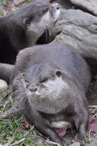 Zwei Eurasischer Fischotter im Tiergarten Schnbrunn. (Wien, November 2010)