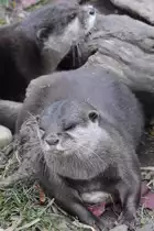 Zwei Eurasischer Fischotter im Tiergarten Sch�nbrunn. (Wien, November 2010)