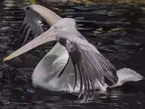 Ein Pelikan im Tiergarten Sch�nbrunn. (Wien, November 2010)