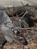 Ein Rentier im Tiergarten Sch�nbrunn. (Wien, November 2010) 