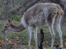 Der Vikunja ist die kleinste lebende Kamelart. (Tiergarten Schnbrunn Wien, November 2010)