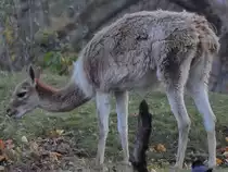 Der Vikunja ist die kleinste lebende Kamelart. (Tiergarten Sch�nbrunn Wien, November 2010)