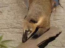 Ein Roter Nasenb�r im Tiergarten Sch�nbrunn. (Wien, November 2010)