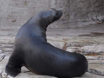 Eine Mhnenrobbe im Tiergarten Schnbrunn. (Wien, November 2010)