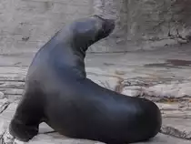 Eine M�hnenrobbe im Tiergarten Sch�nbrunn. (Wien, November 2010)