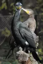 Kormorane im Tiergarten Sch�nbrunn. (Wien, November 2010)