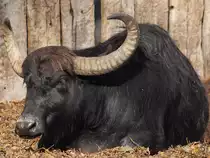 Ein Wasserb�ffel im Tiergarten Sch�nbrunn. (Wien, November 2010)