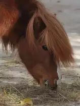 Ein Haflinger im Tiergarten Sch�nbrunn. (Wien, November 2010)
