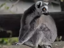 Ein Katta im Tiergarten Sch�nbrunn. (Wien, November 2010)