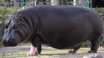Ein Flusspferd im Tiergarten Schnbrunn. (Wien, November 2010)