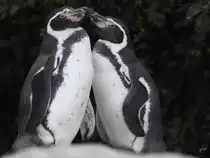 Zwei Humboldtpinguine im Tiergarten Sch�nbrunn. (Wien, November 2010) 